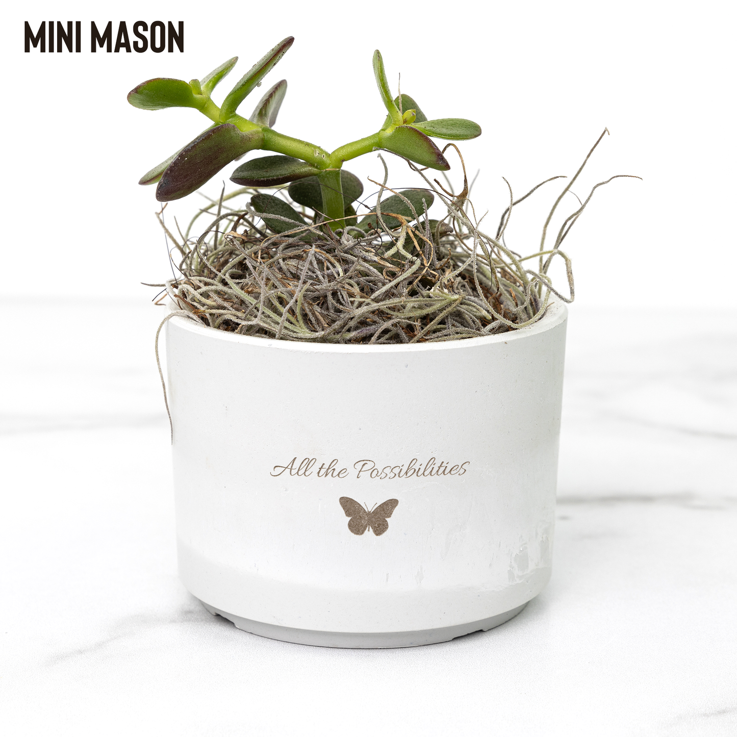 Desk_Plant_Assortment-All_the_Possibilit_Mason_Mockup_Mockup.png