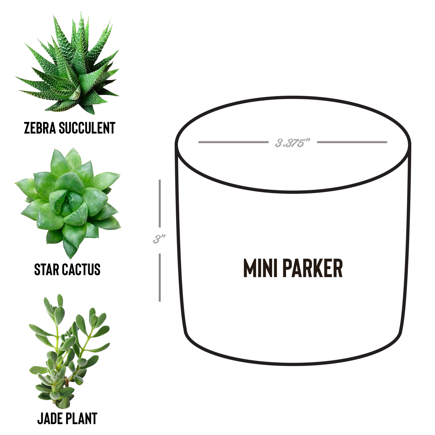 Desk_Plant_Assortment-All_the_Possibilit_Parker_Spec_Mockup.png