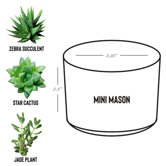 Desk_Plant_Assortment-All_the_Possibilit_Mason_Spec_Mockup.png