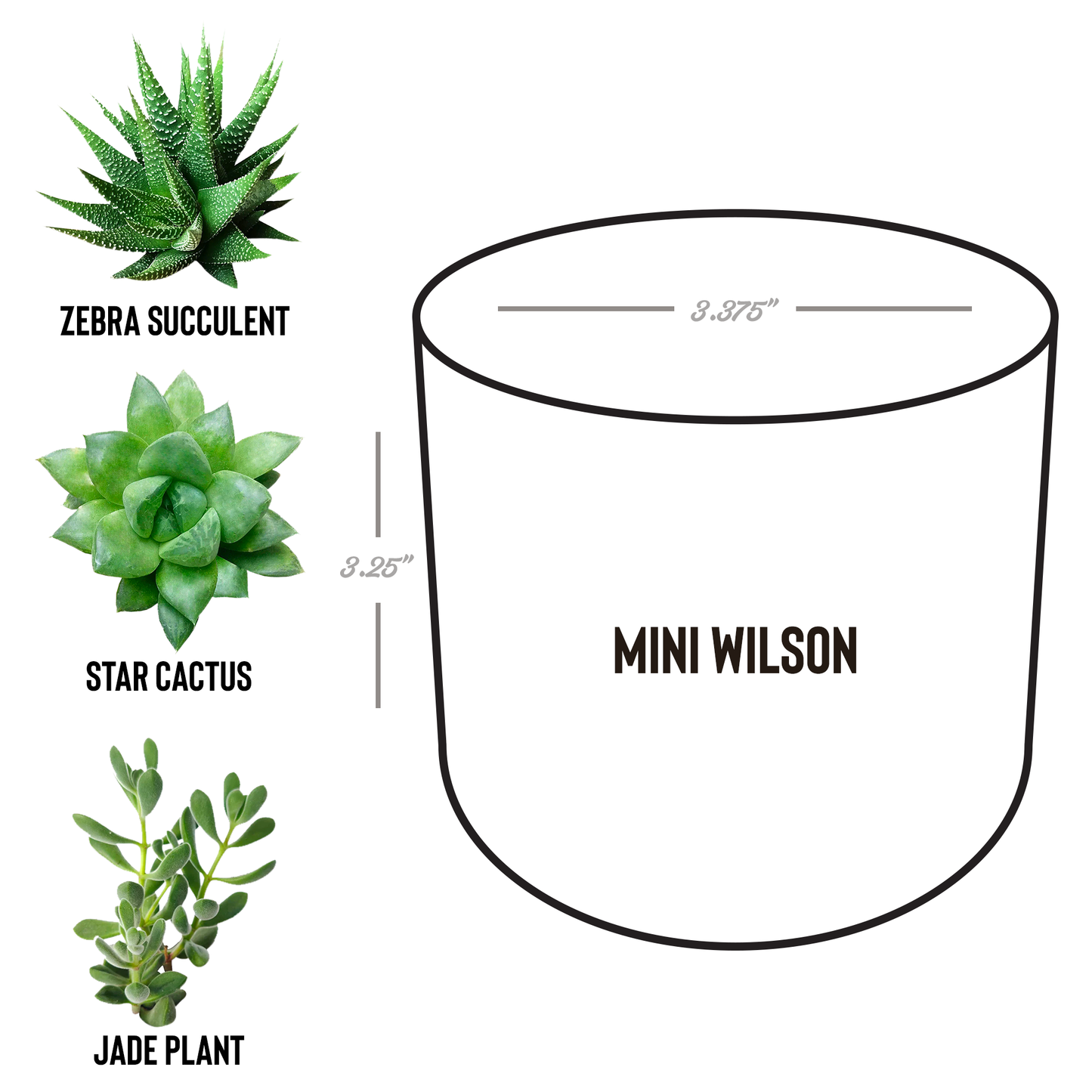 Desk_Plant_Assortment-All_the_Possibilit_Wilson_Spec_Mockup.png